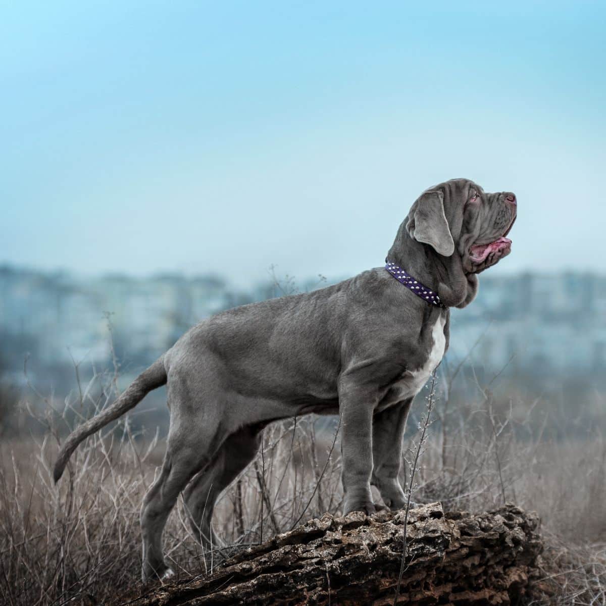Neapolitan Mastiff