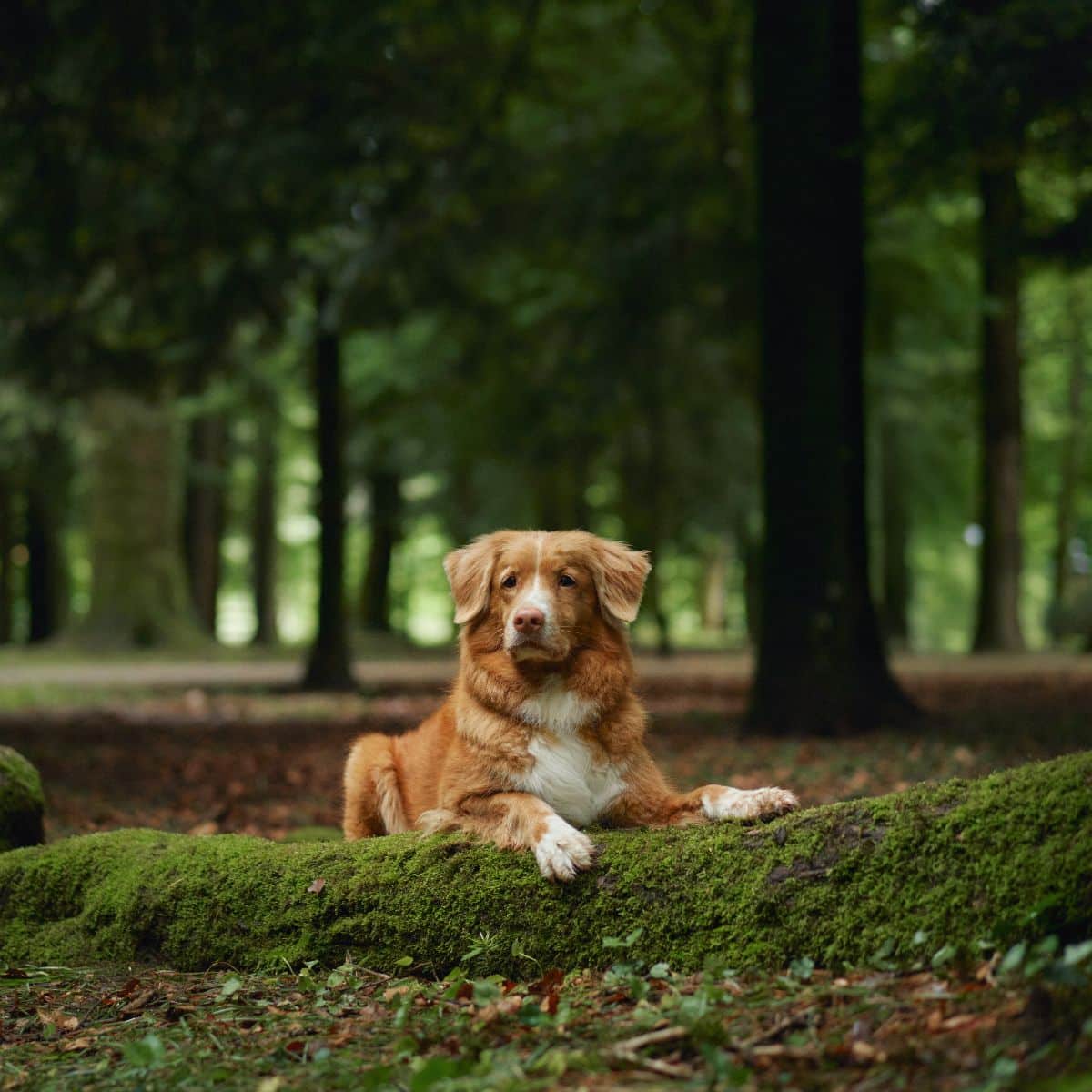 Nova Scotia Duck Tolling Retriever