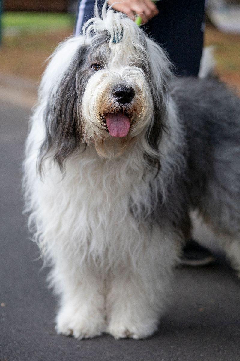 Old English Sheepdog