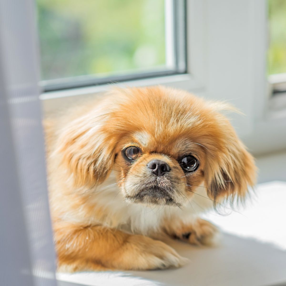 Pekingese