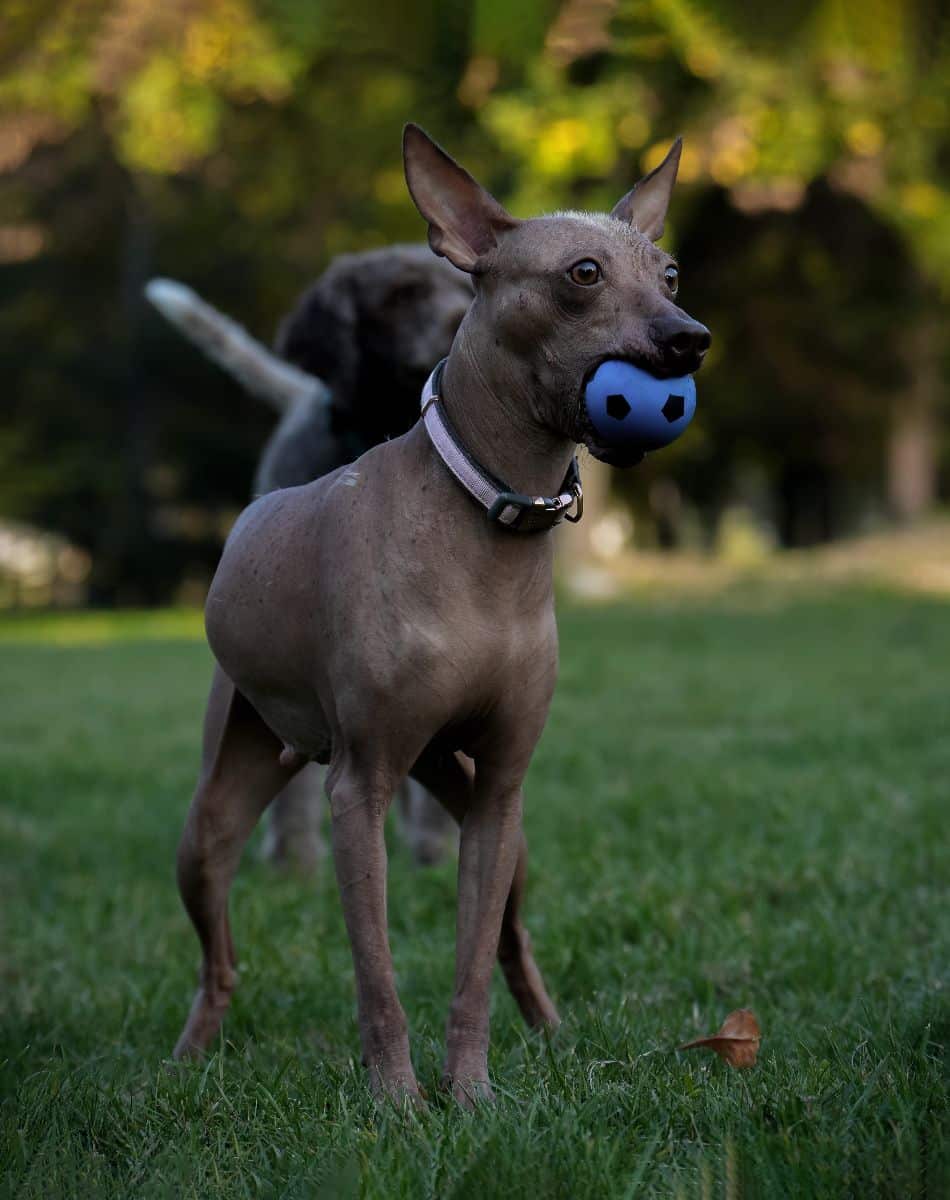 Peruvian Inca Orchid