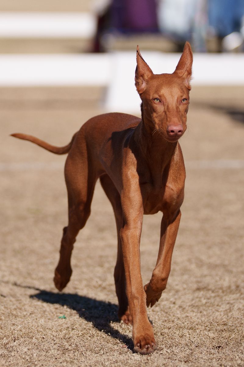 Pharaoh Hound