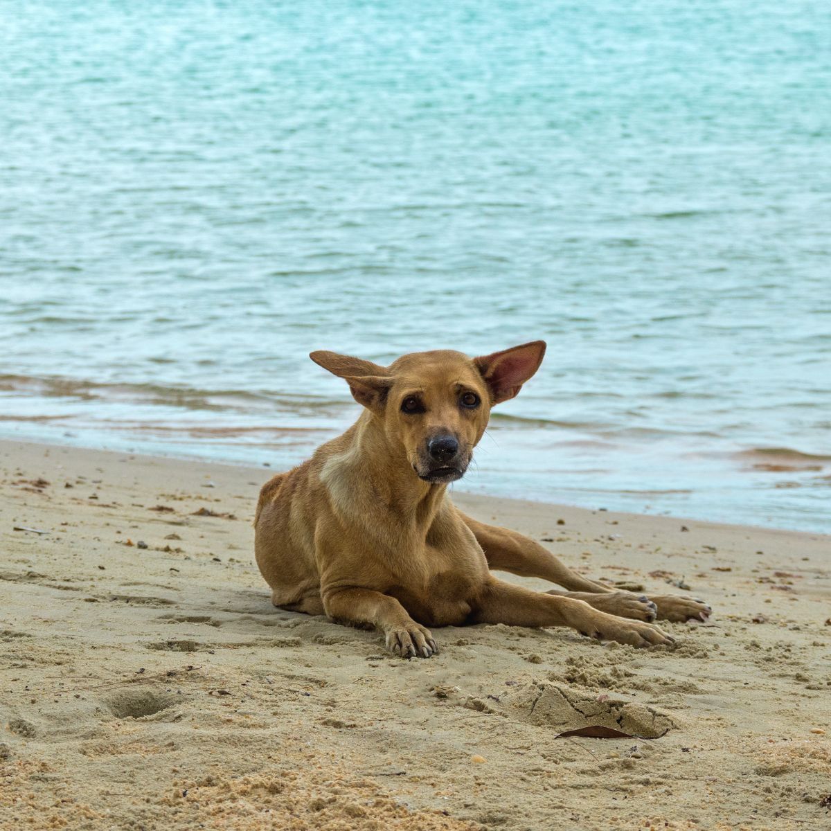 Phu Quoc Ridgeback