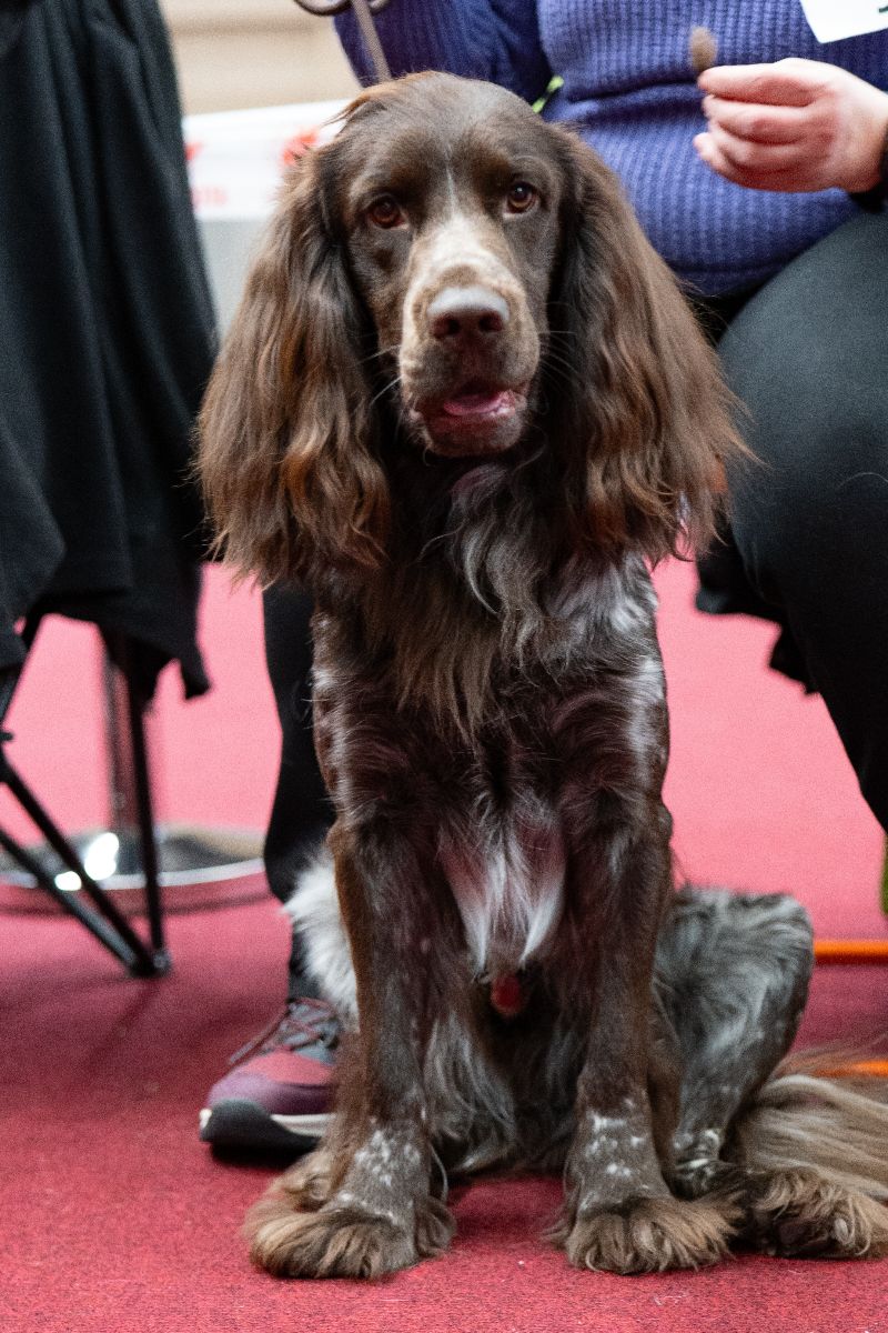 Pont-Audemer Spaniel