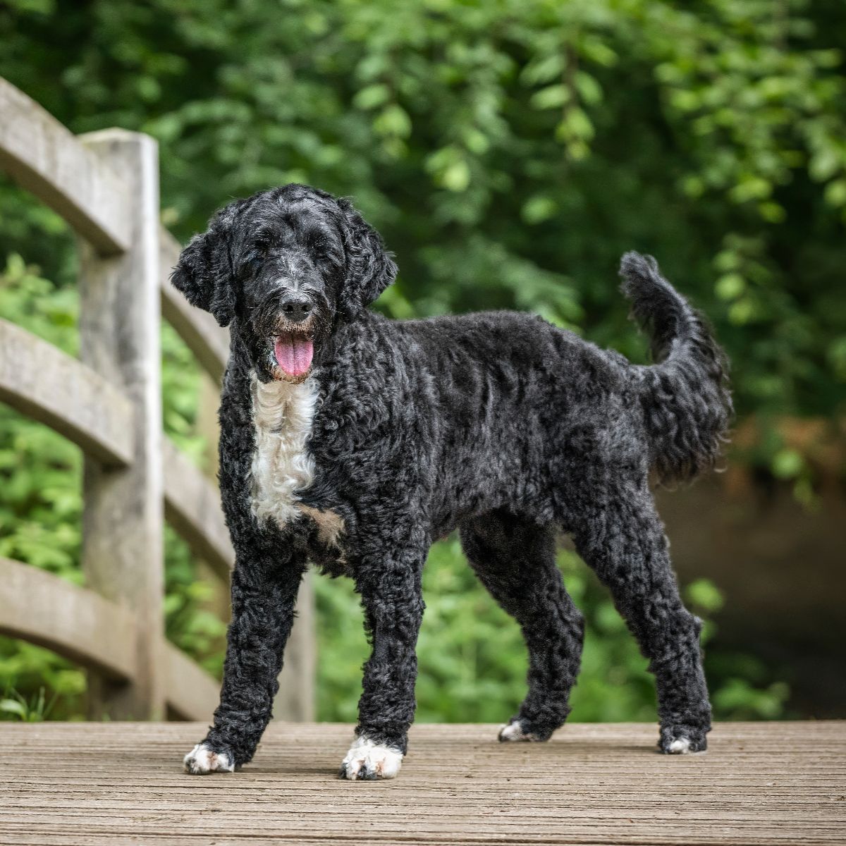 Portuguese Water Dog