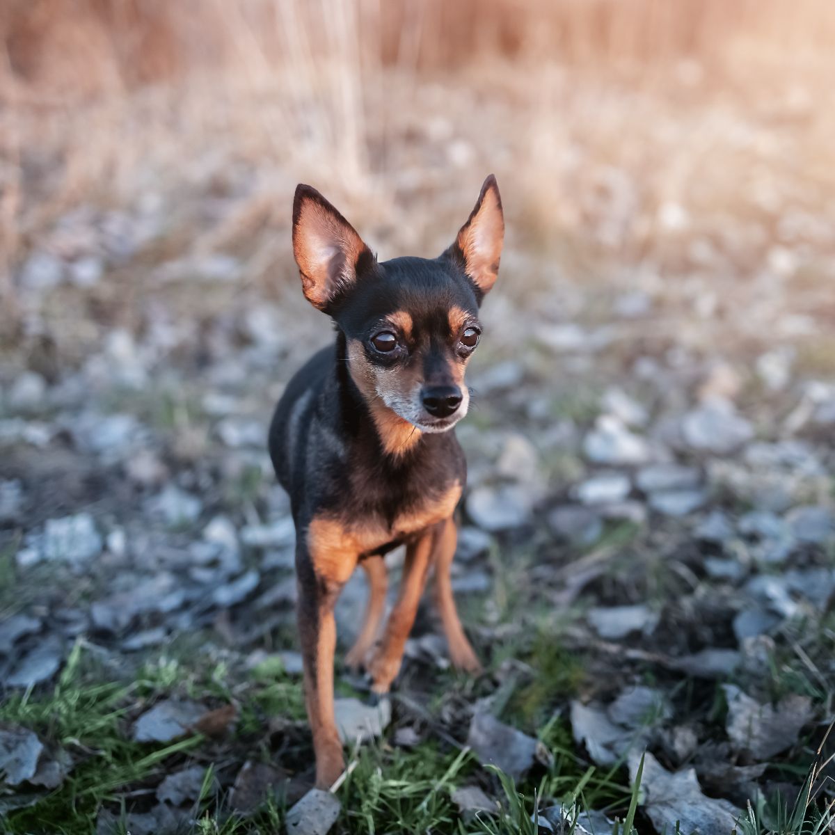 Prague ratter (Prager Rattler)