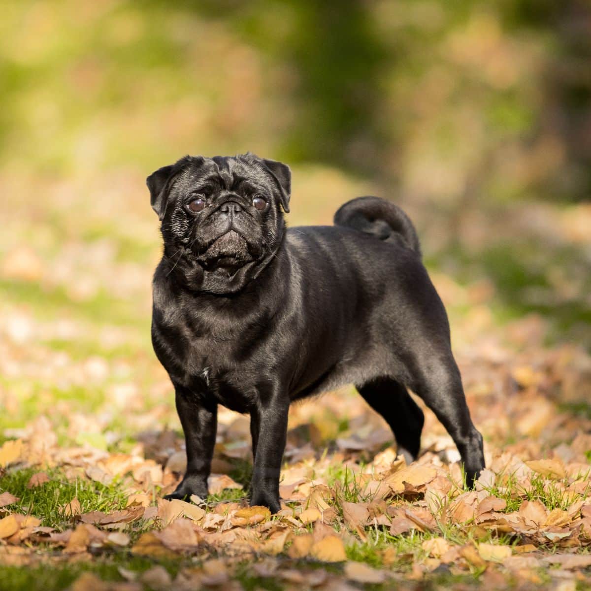 Pug