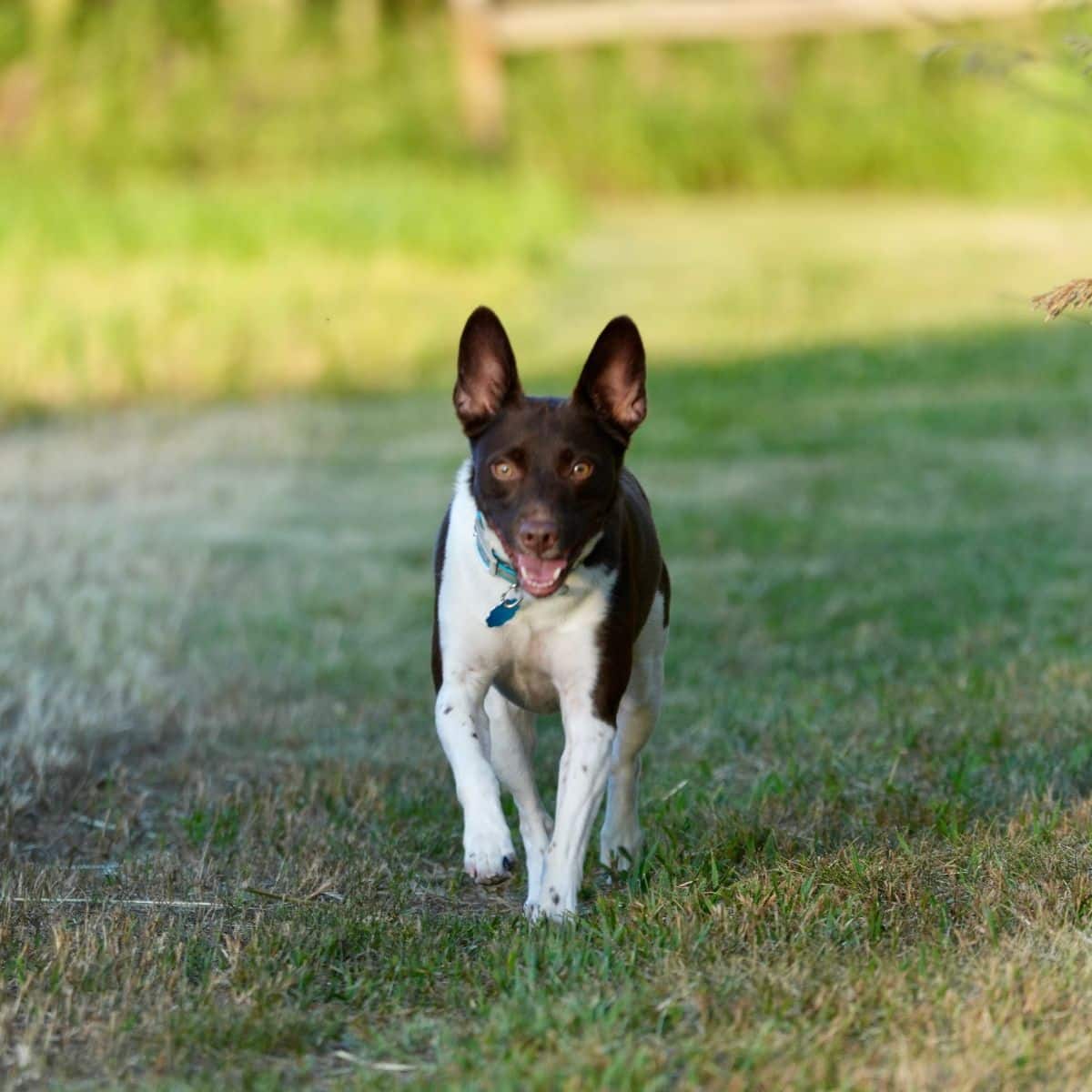 Rat Terrier
