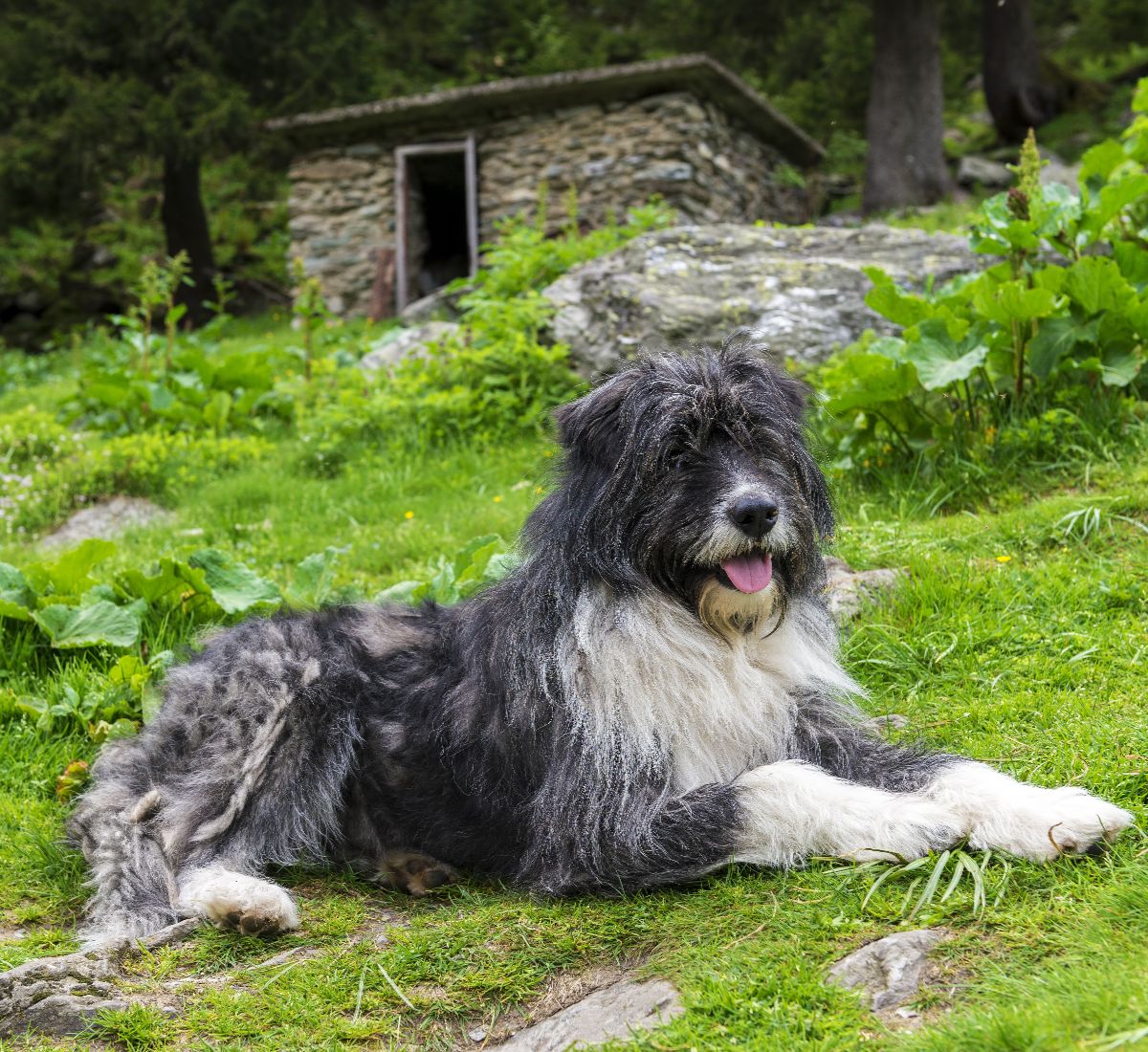 Romanian Mioritic Shepherd Dog