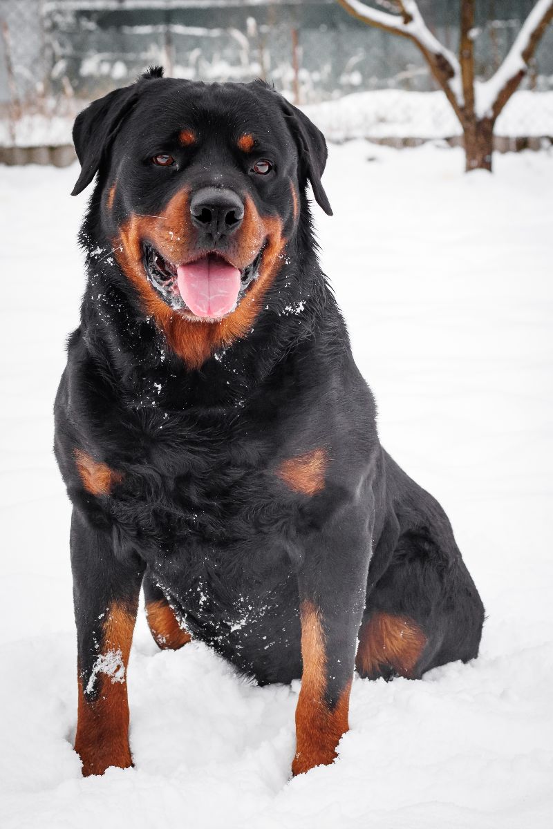 Rottweiler
