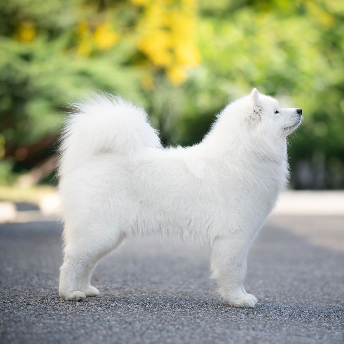 Samoyed