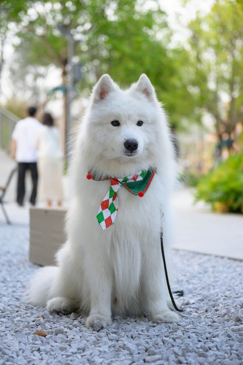 Samoyed