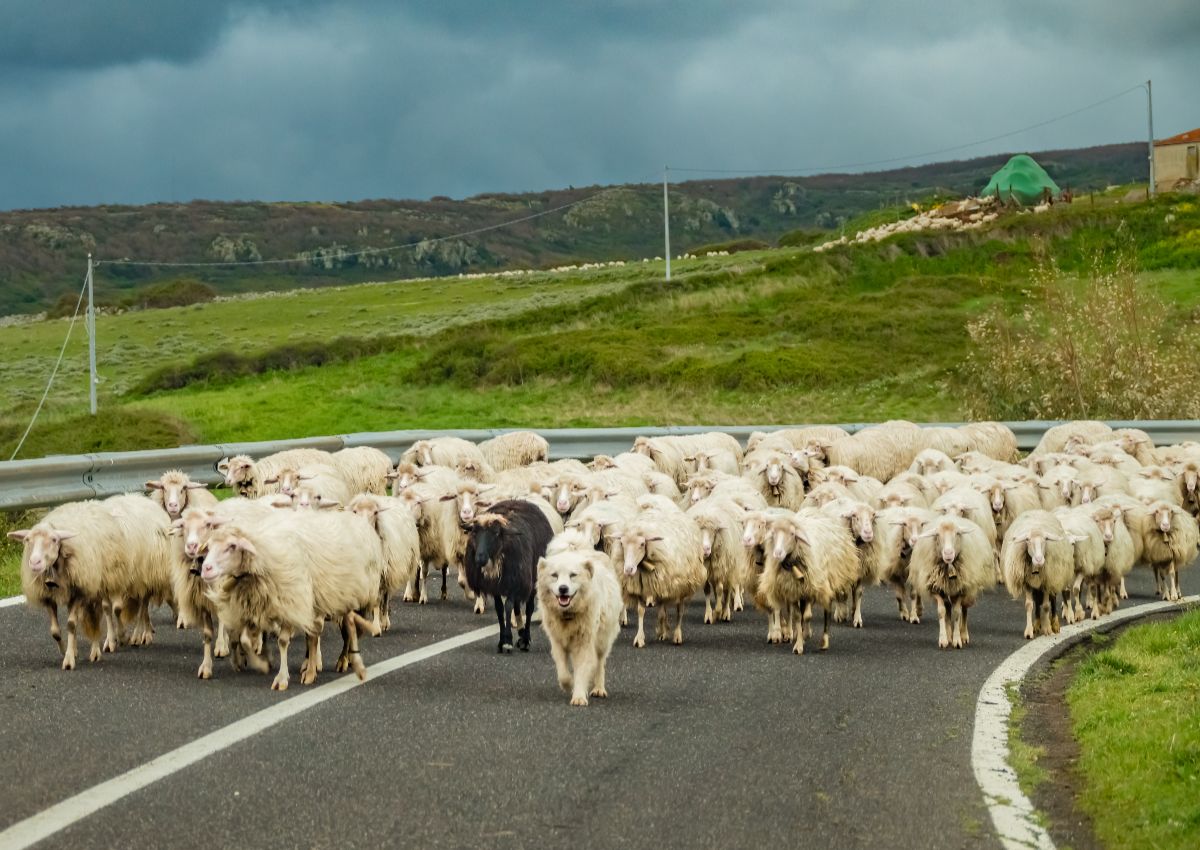 Sardinian Shepherd Dog