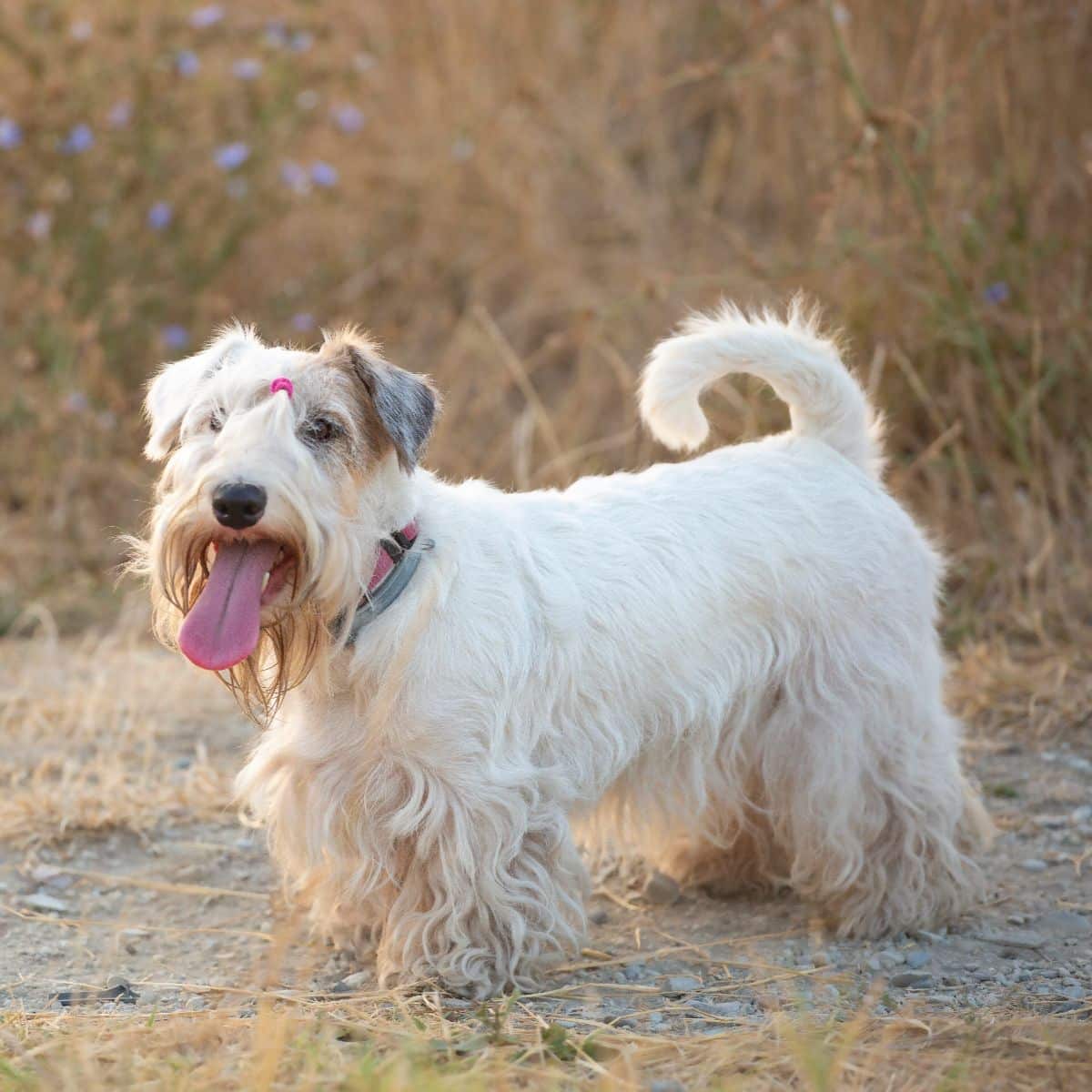Sealyham Terrier