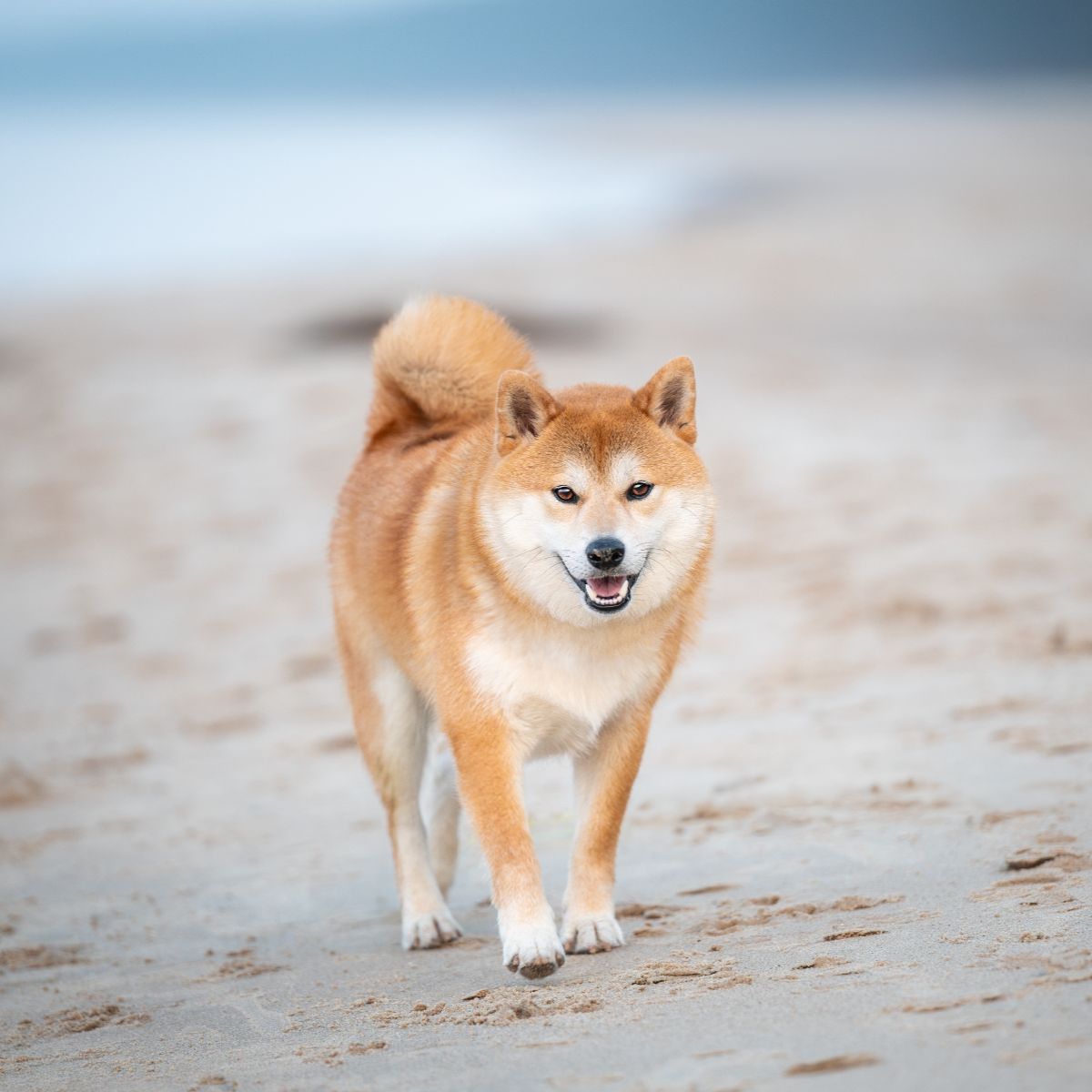 Shiba Inu