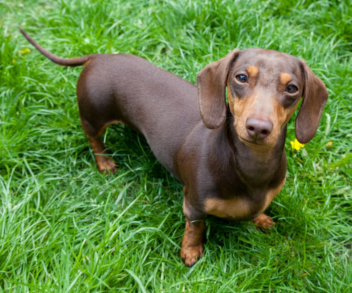 Smooth-Coated Dachshund