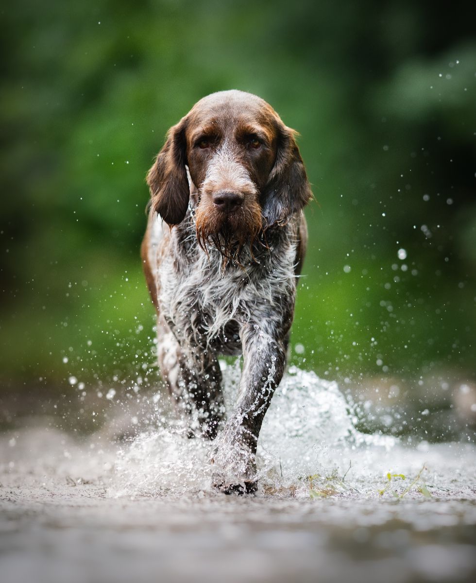 Spinone Italiano