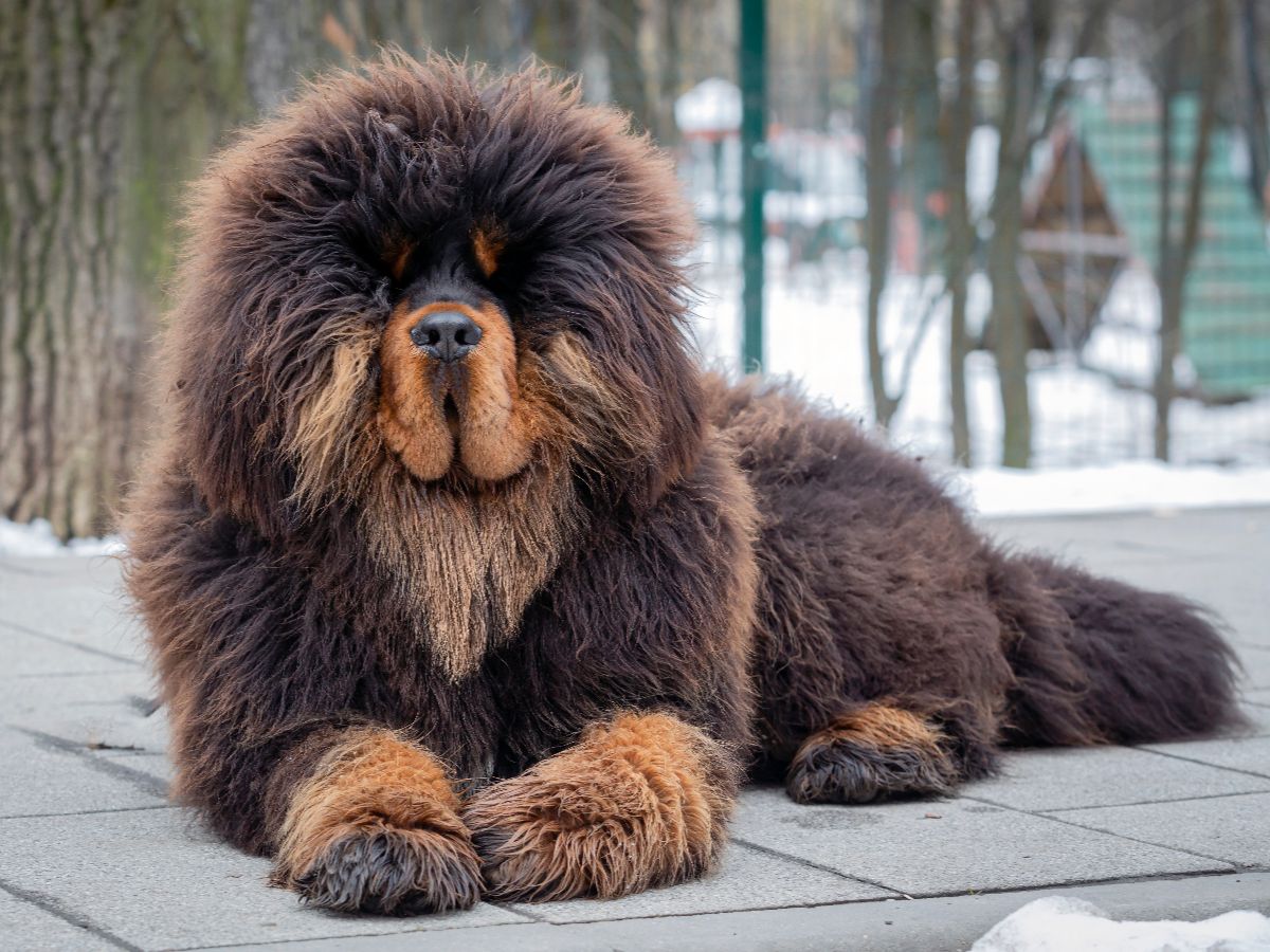 Tibetan Mastiff