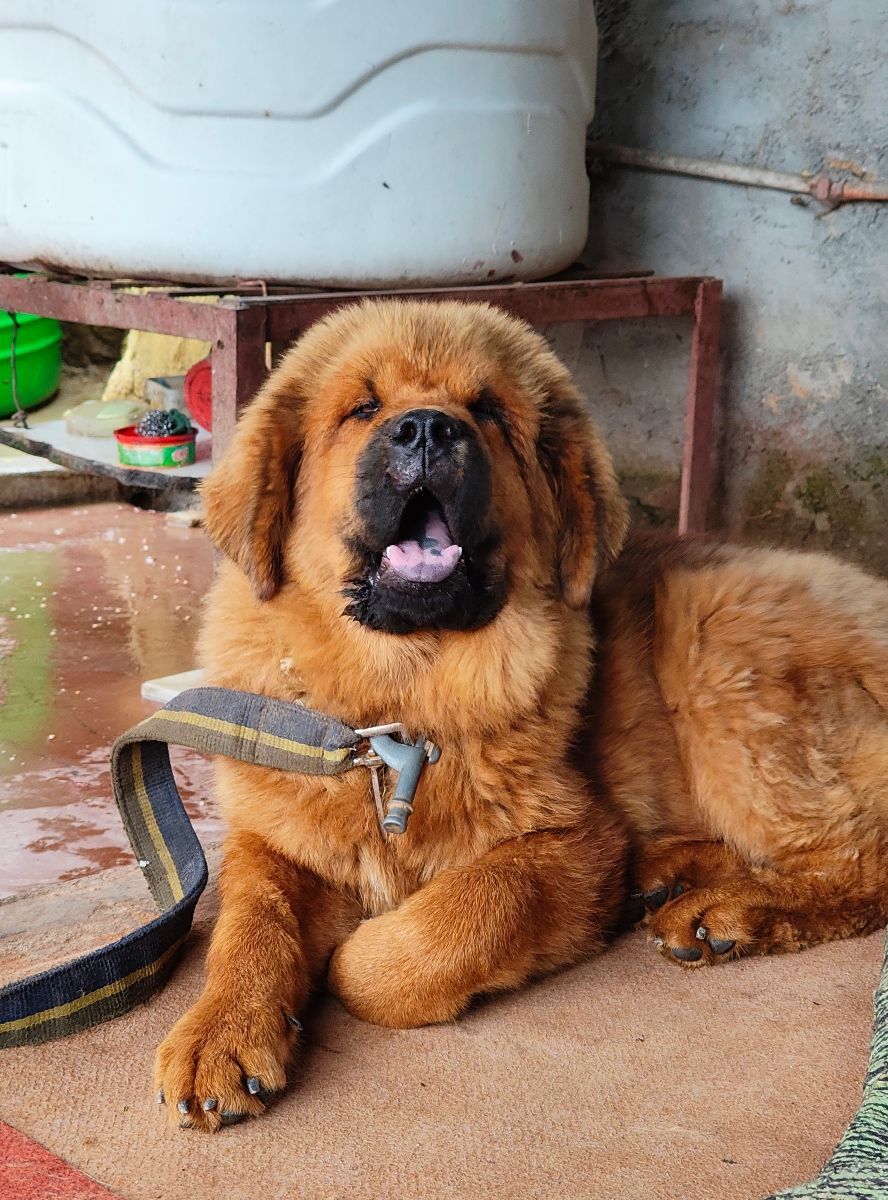 Tibetan Mastiff
