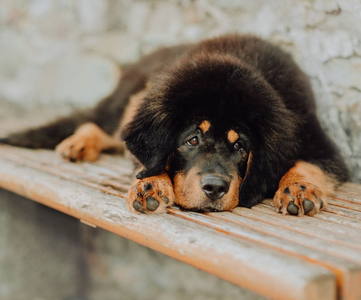 Tibetan Mastiff