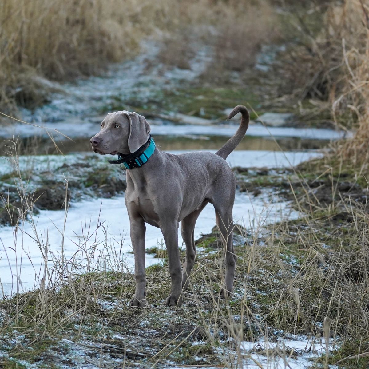 Weimaraner