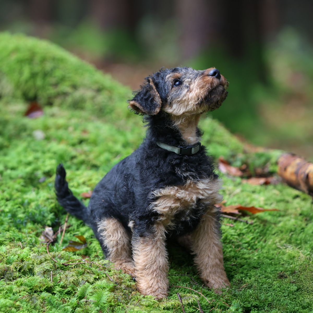 Welsh Terrier