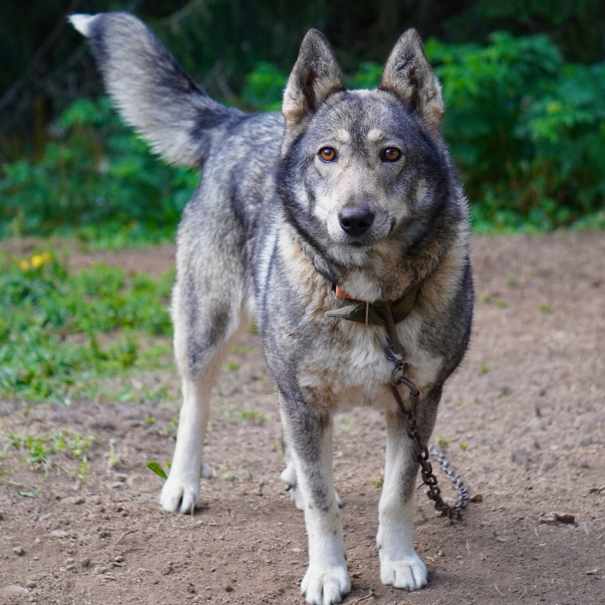 Wolfdog