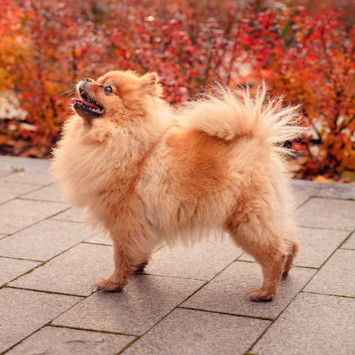 red-haired pomeranian